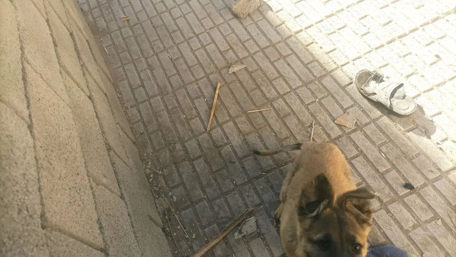 توله ژرمن واگذاری نر|سگ|کرمان, |دیوار