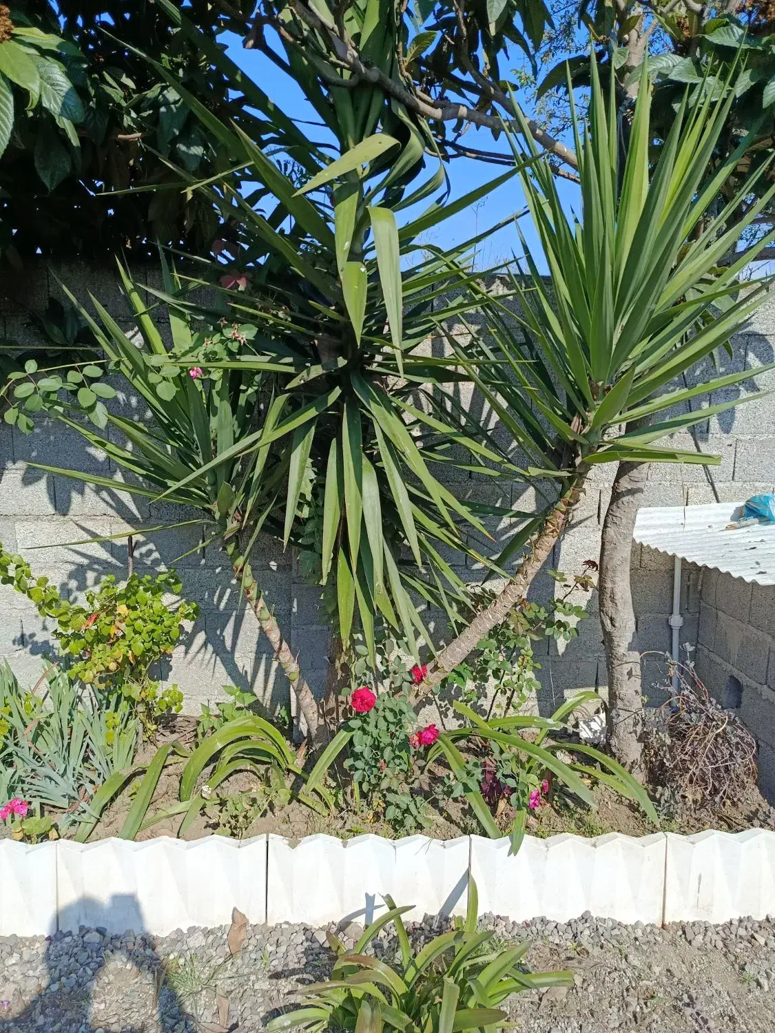 گل یوکا|گل و گیاه طبیعی|املش, |دیوار