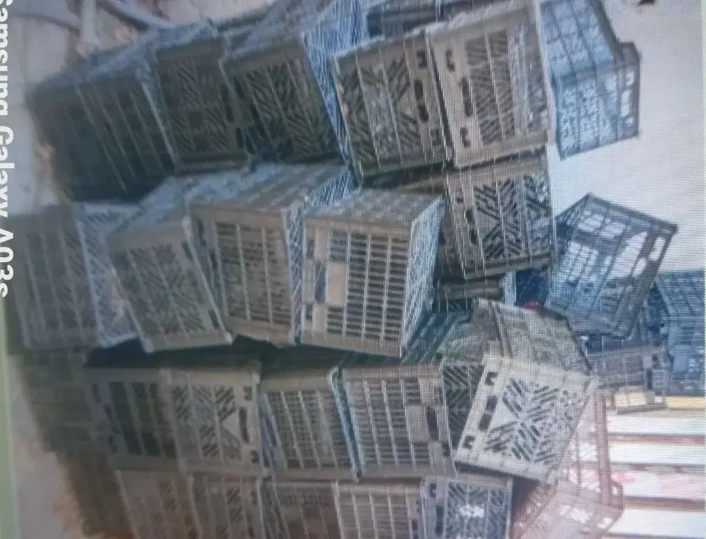 سبدجاگوجه۲۰۰عدد|ظروف نگهدارنده، پلاستیکی، یکبارمصرف|ازنا, |دیوار