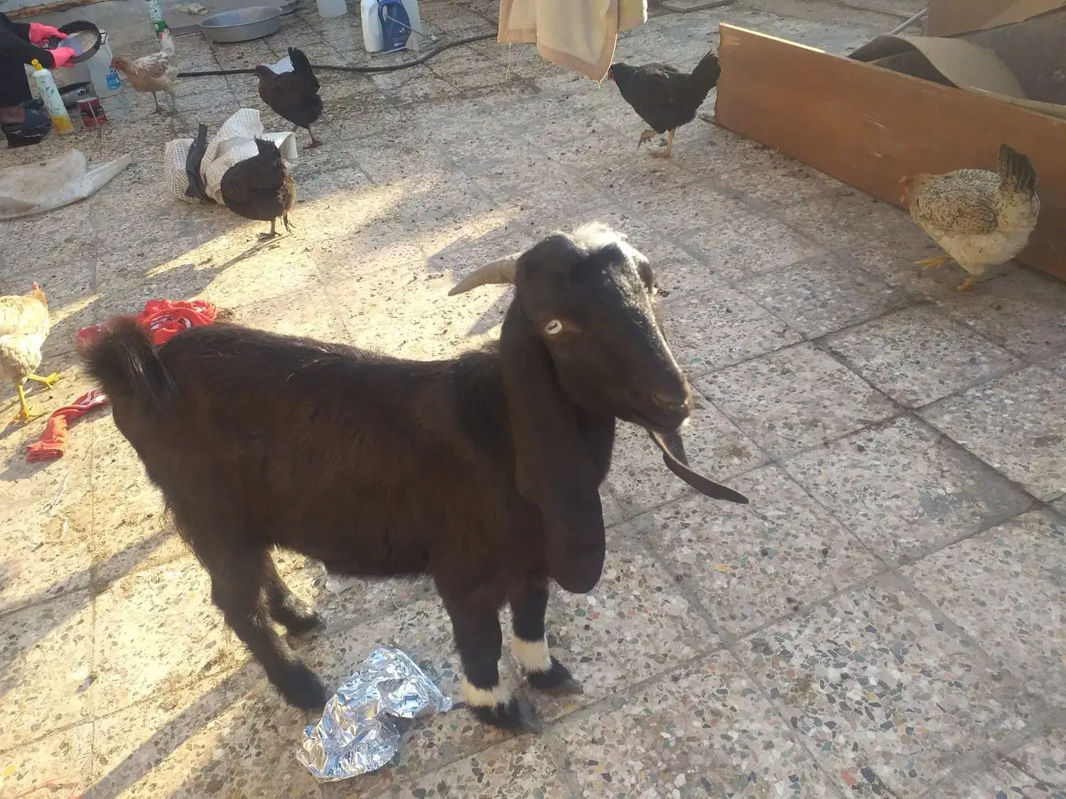 حیوانات مزرعه|حیوانات مزرعه|بندر ماهشهر, |دیوار