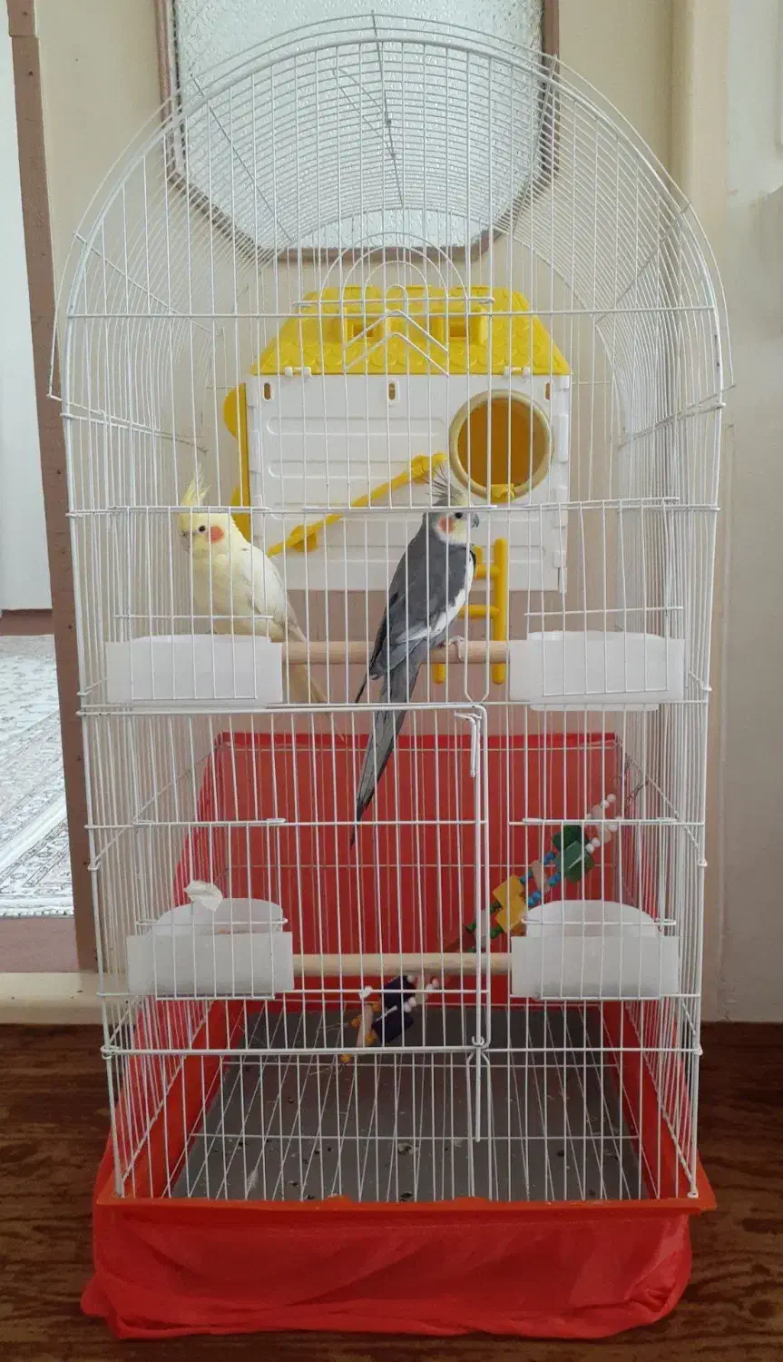 طوطی عروس ، عروس هلندی|پرنده|اقبالیه, |دیوار