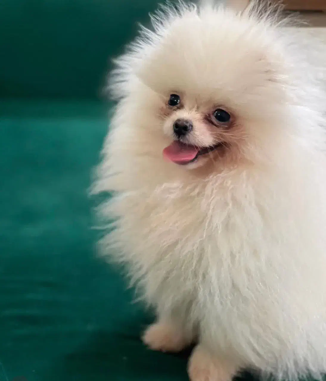 پامرانین (وارداتی)|سگ|تبریز, |دیوار