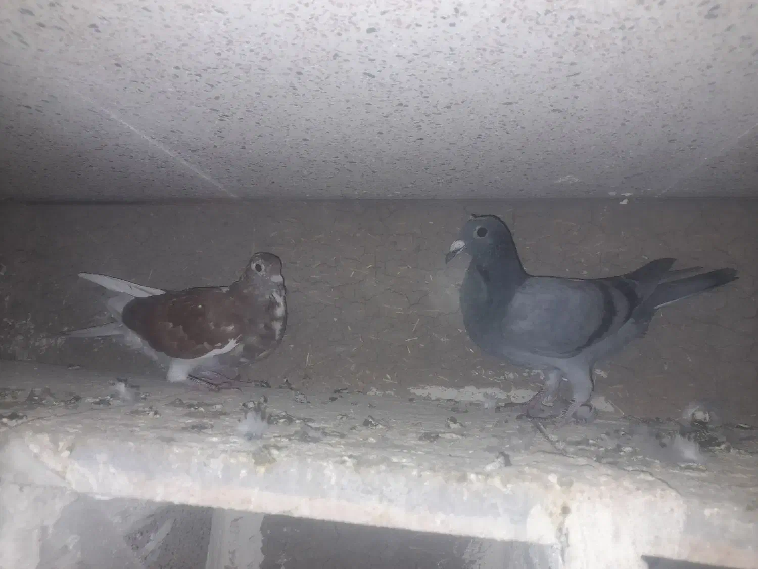 جوجه مسافتی|پرنده|ثمرین, |دیوار