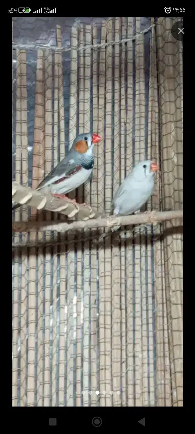 فنچ|پرنده|سراوان, |دیوار