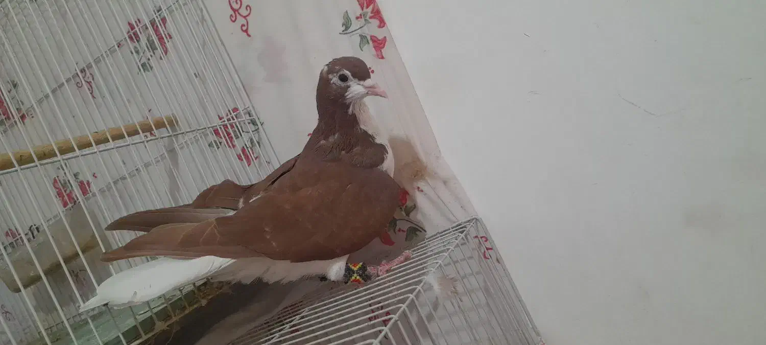 کبوتر بوم درشی جفتگاه ساده|پرنده|ملک‌آباد, |دیوار