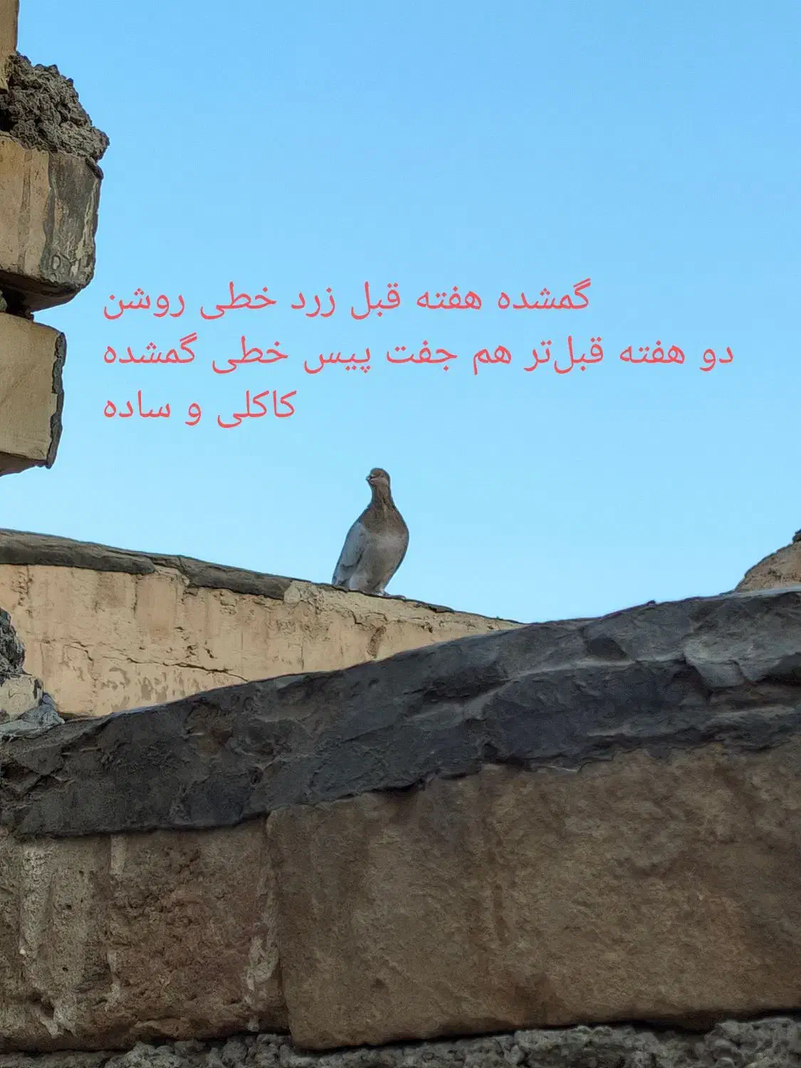 کبوتر کهنه و مفلقه و گمشده|پرنده|کاشان, پاقپان|دیوار