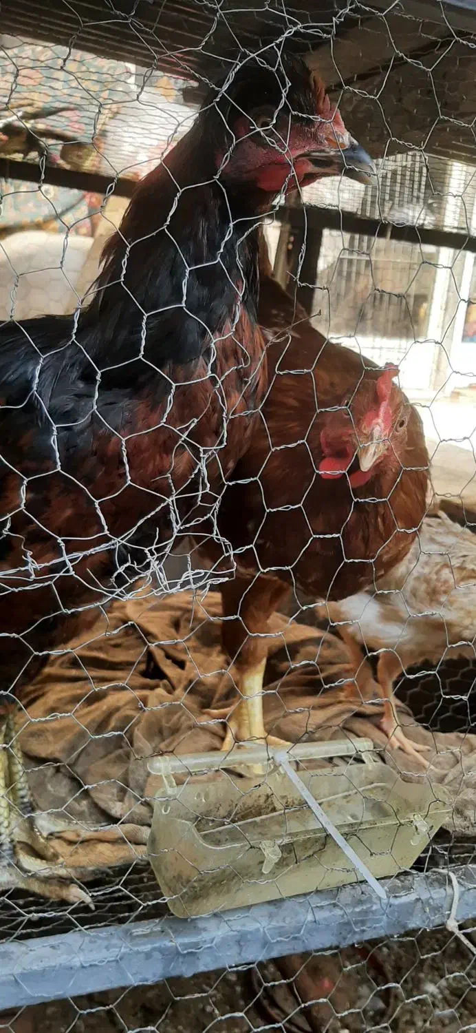 مرغ کاکلی ۴۰۰|حیوانات مزرعه|رشت, جانبازان|دیوار