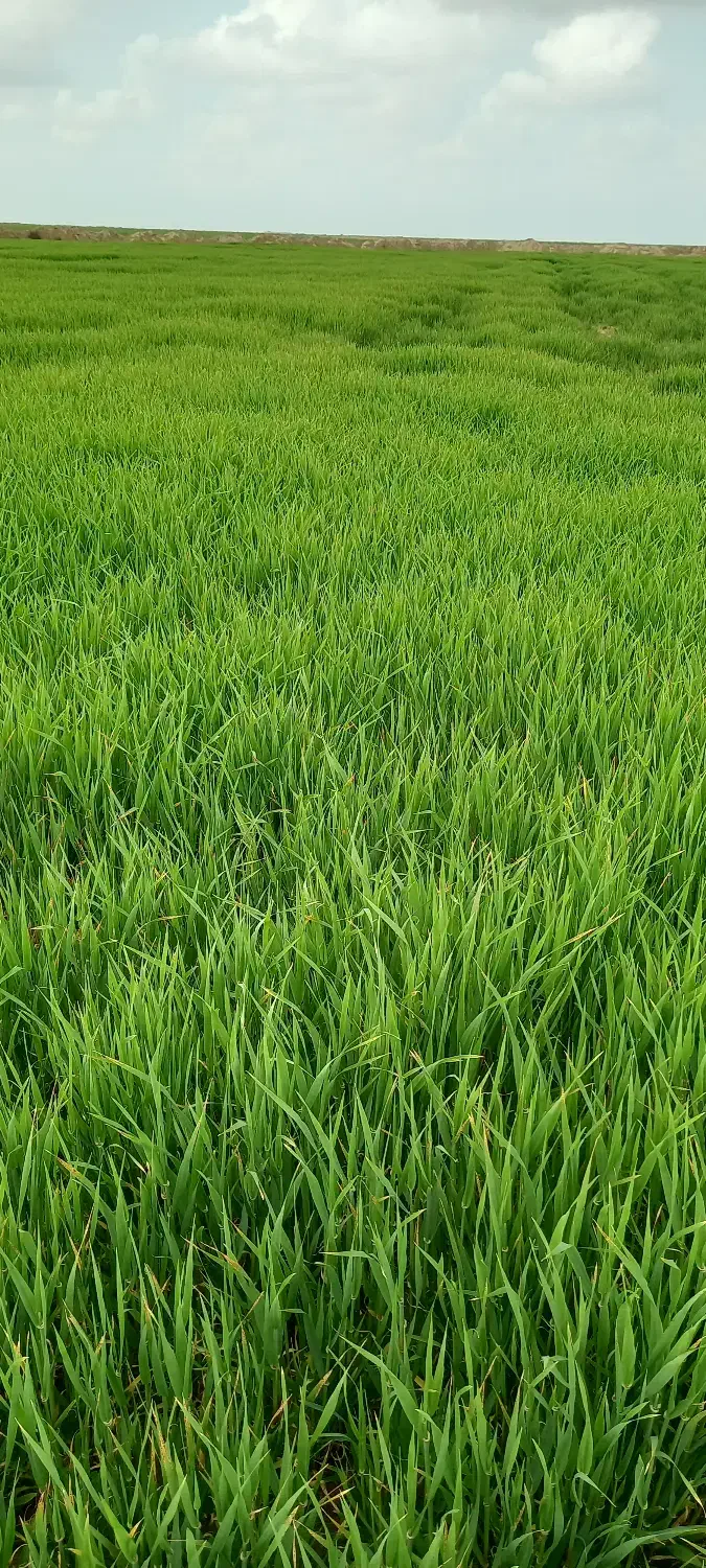 اجاره ۲۵ هکتار زمین زراعی|اجارهٔ دفتر صنعتی، کشاورزی، تجاری|سیمین شهر, |دیوار