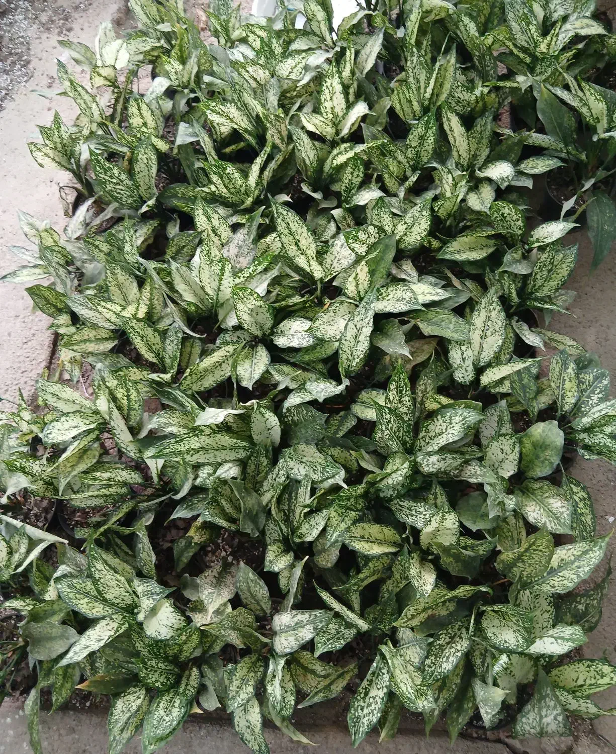 تخفیف ویژه به مناسبت روز مادر|گل و گیاه طبیعی|شیراز, باغ تخت|دیوار