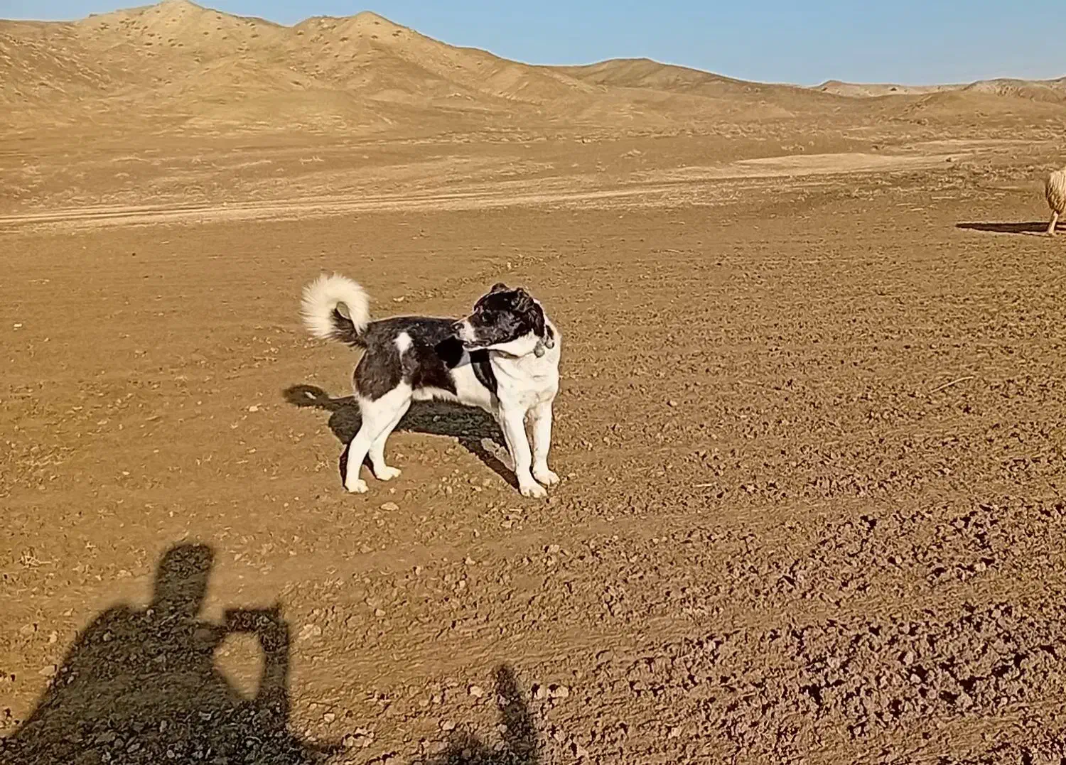 گله ای|سگ|آشخانه, |دیوار