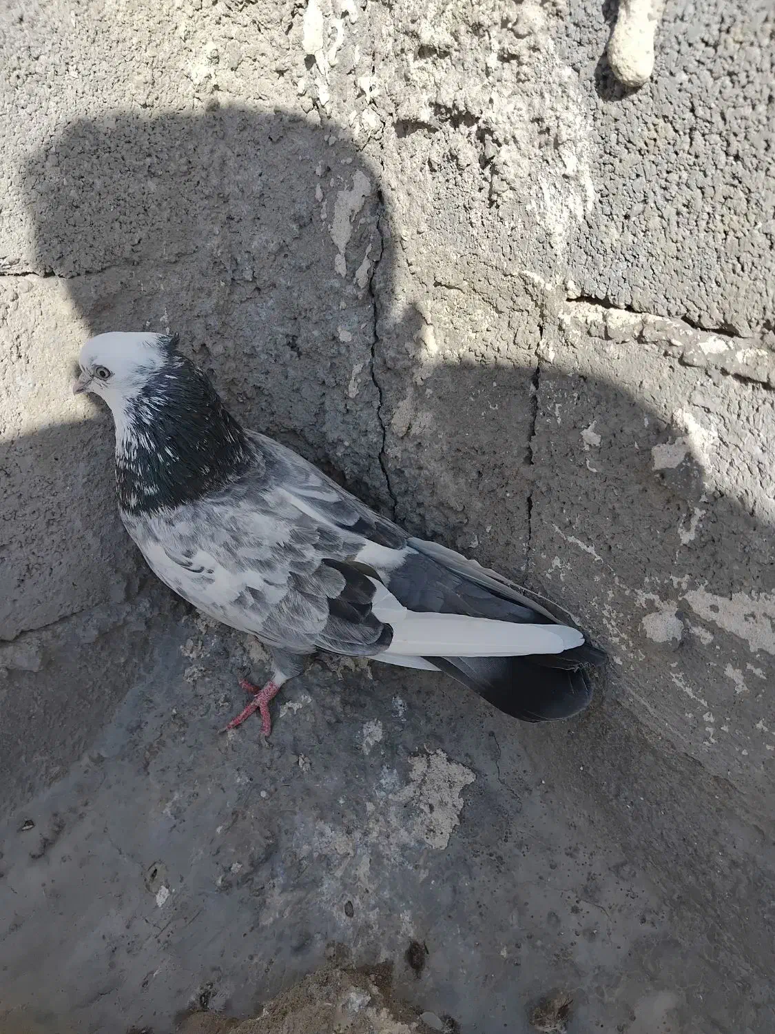 کبوتر تهرانی|پرنده|مرند, |دیوار