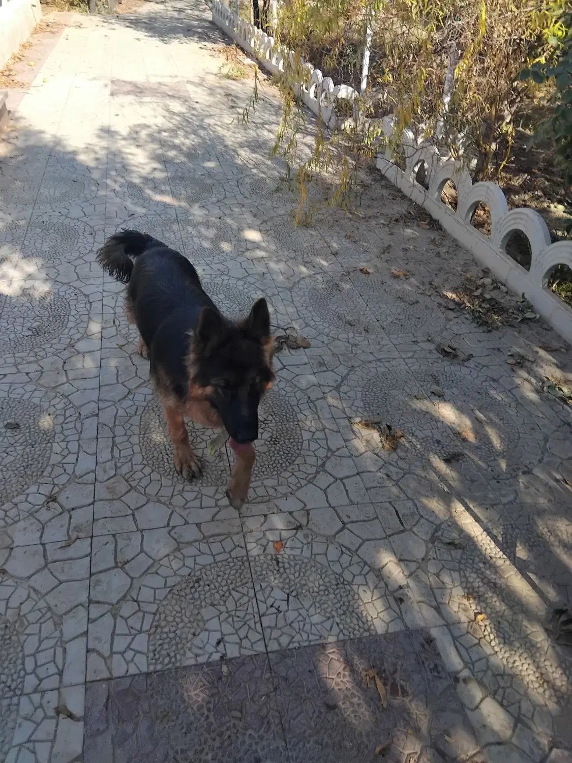 توله|سگ|ورامین, ورامین|دیوار