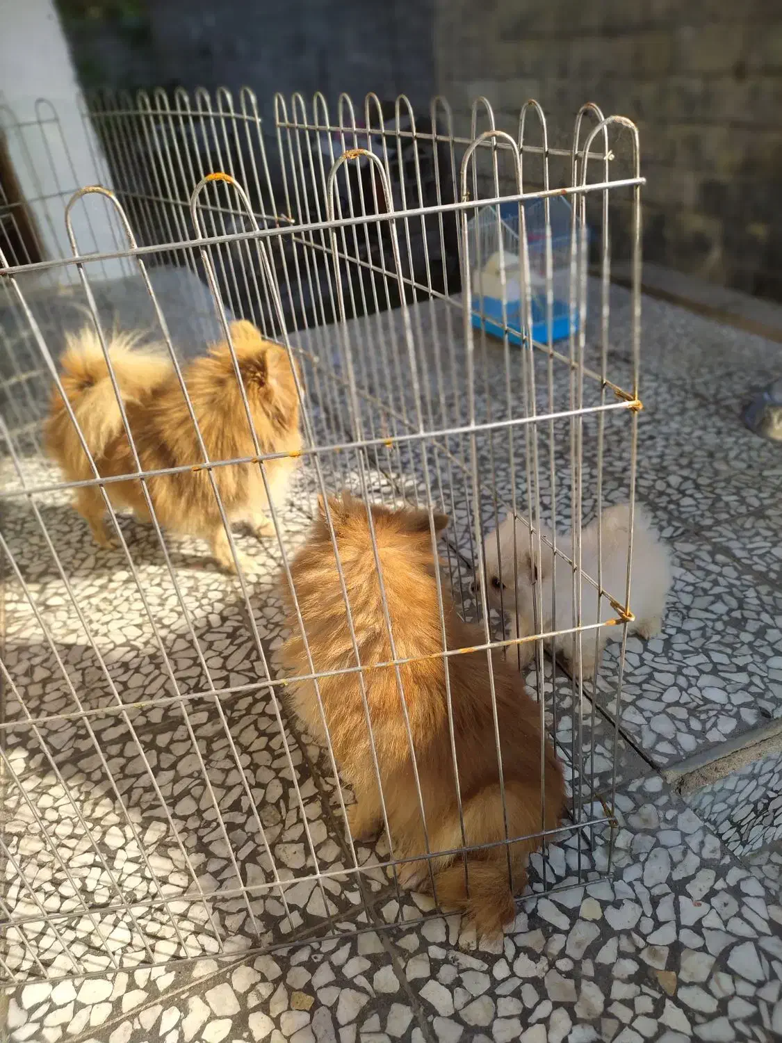 پامرانین ماده دو قلاده|سگ|محمودآباد, |دیوار