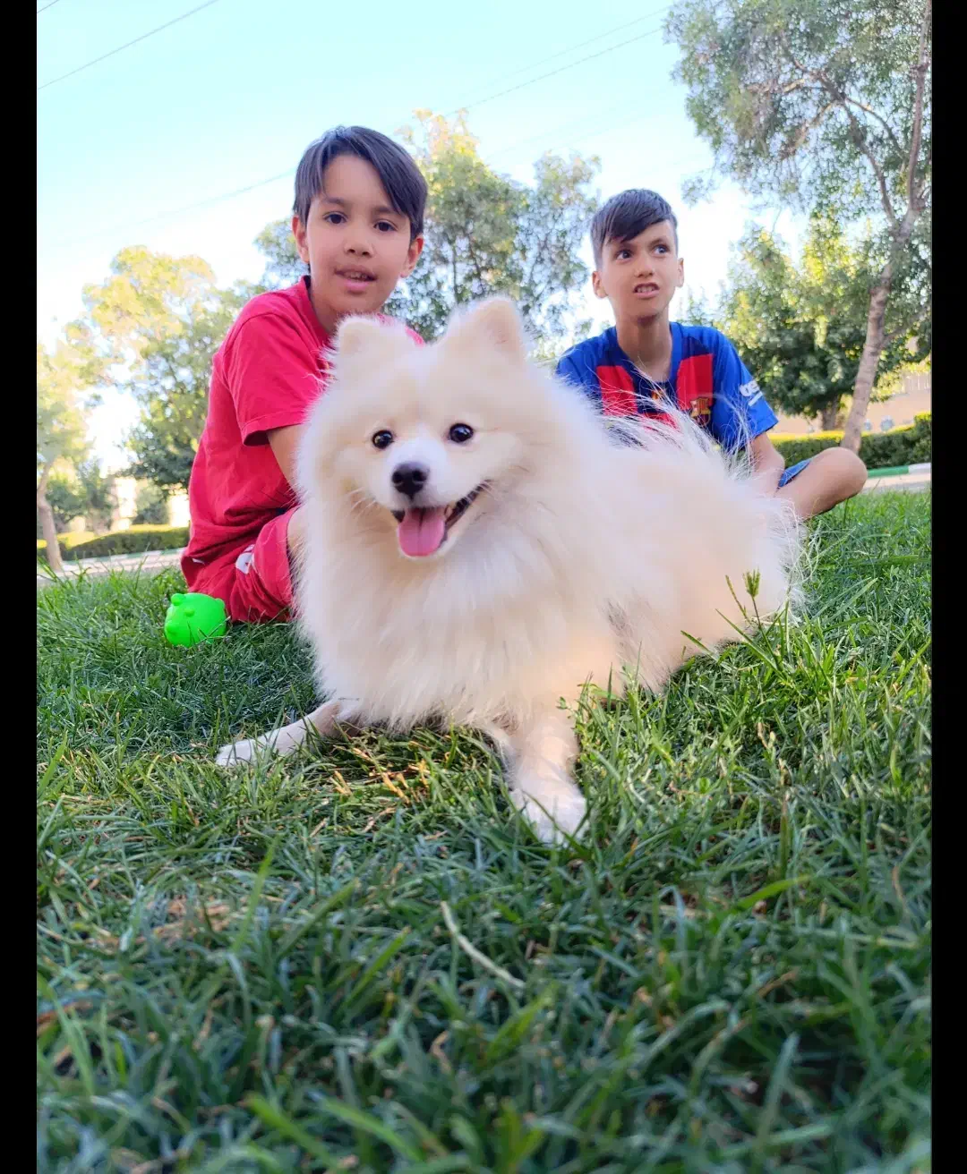 سگ پامرین|سگ|مشهد, هنرور|دیوار