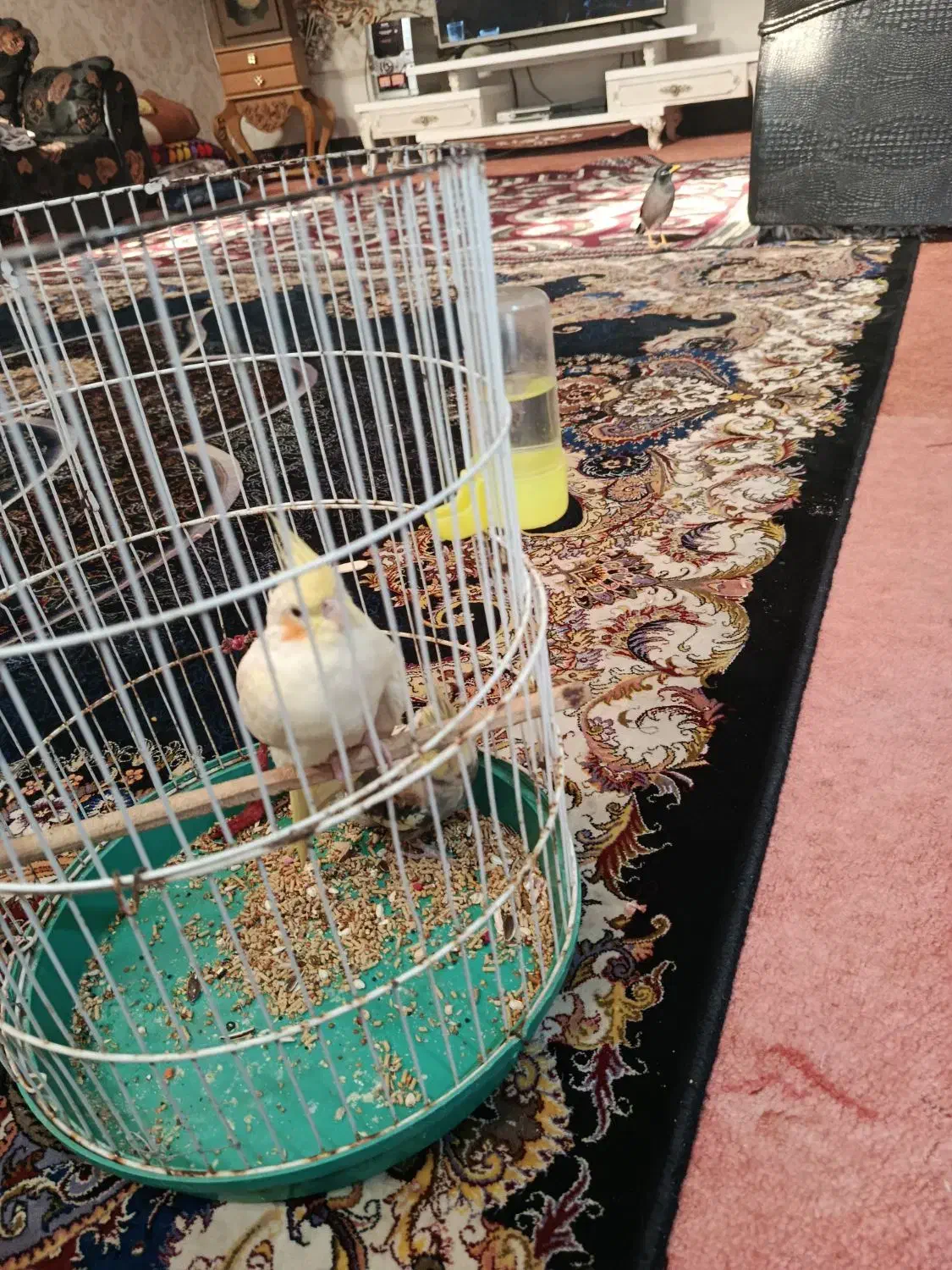 دو جفت عروس هلندی|پرنده|خرمشهر, |دیوار