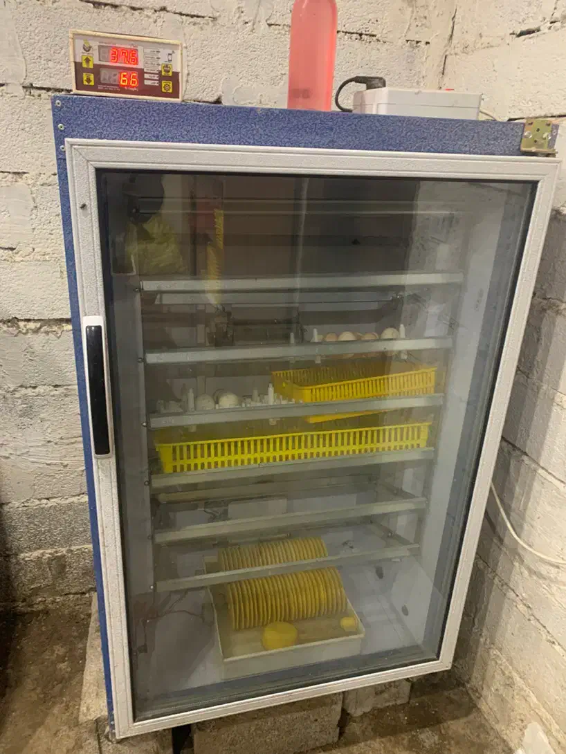 دستگاه جوجه کشی دماوند|لوازم جانبی حیوانات|نور, |دیوار