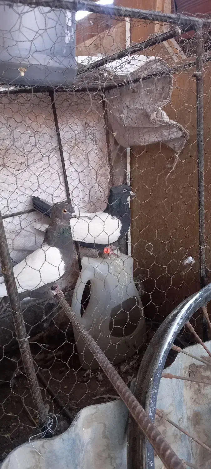 جفت سینه سیا|پرنده|کرمان, |دیوار