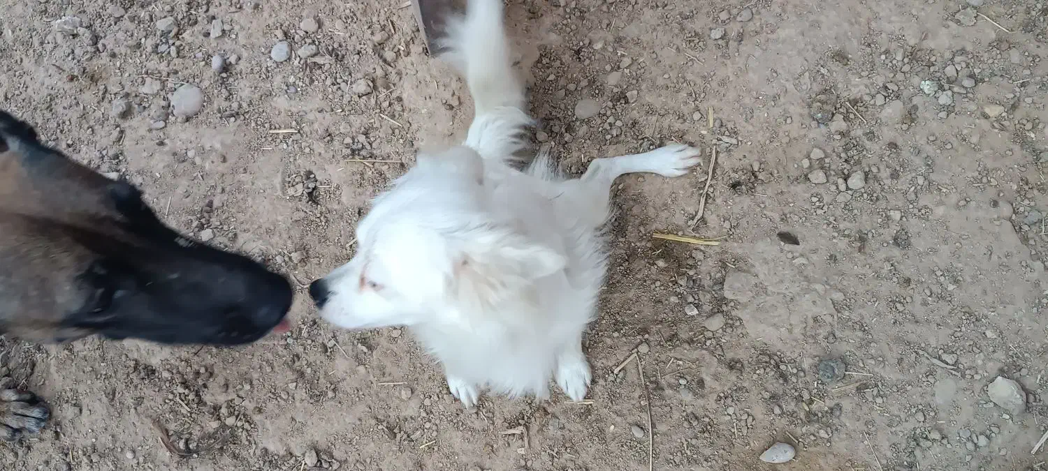 مالینیور ماده درجه یک جوان با یک سگه شیتزو ماده|سگ|سعدآباد, |دیوار