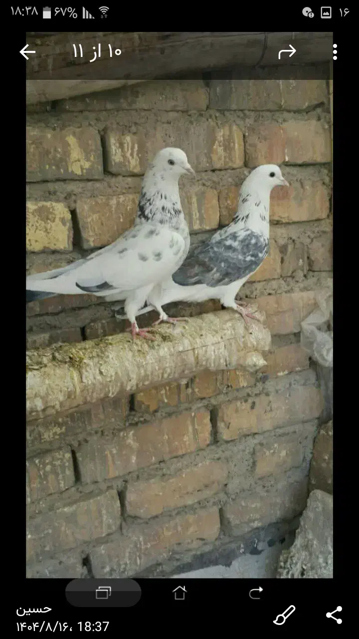 کبوتر پرش سنگین|پرنده|فلاورجان, |دیوار