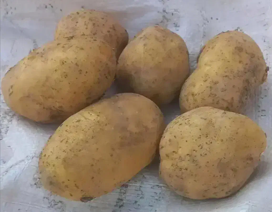 سیب خوراکی اسپیریت تمیز|خوردنی و آشامیدنی|بوئین و میاندشت, |دیوار