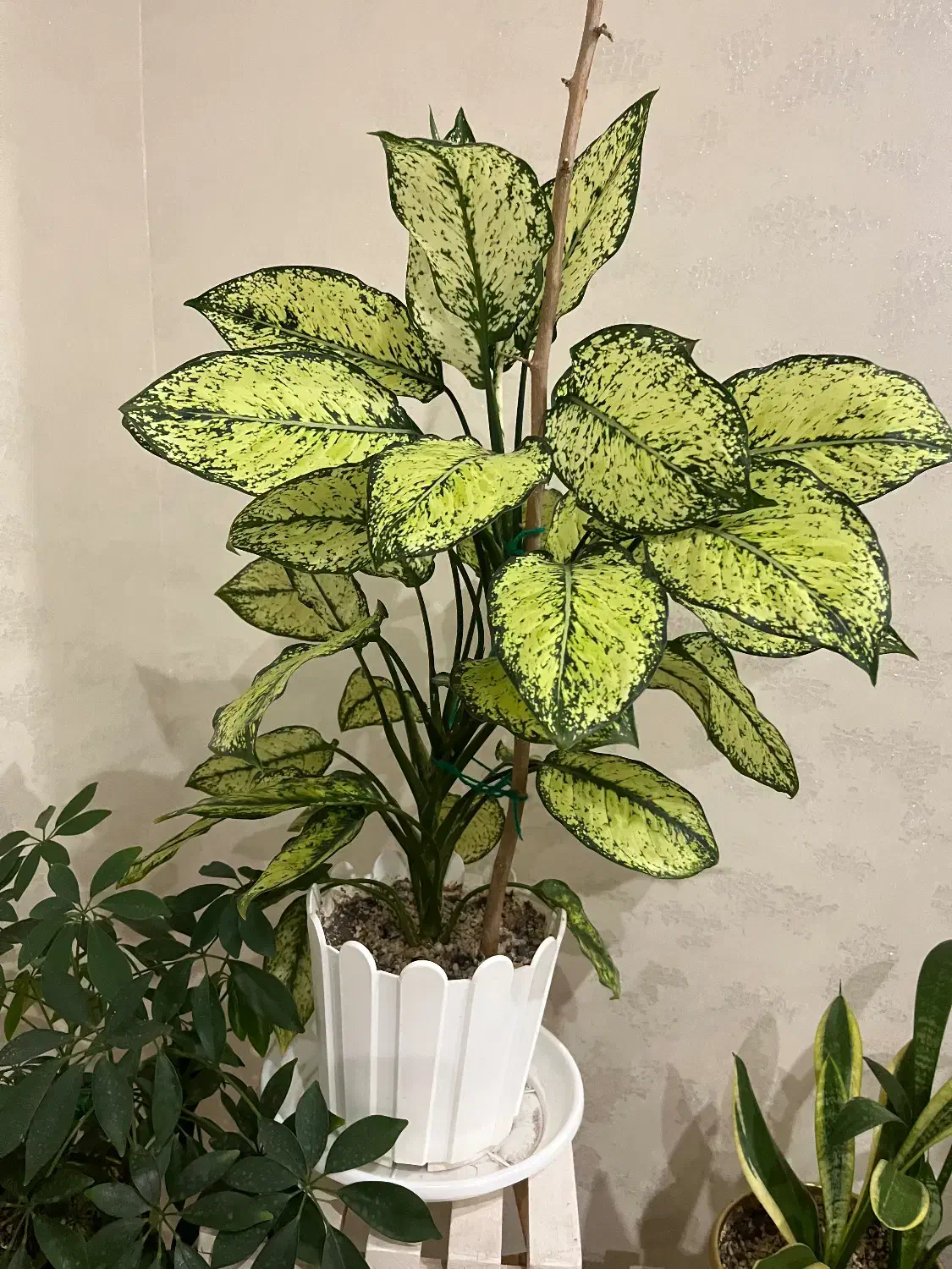 گل و گلدان|گل و گیاه طبیعی|تهران, هوانیروز|دیوار