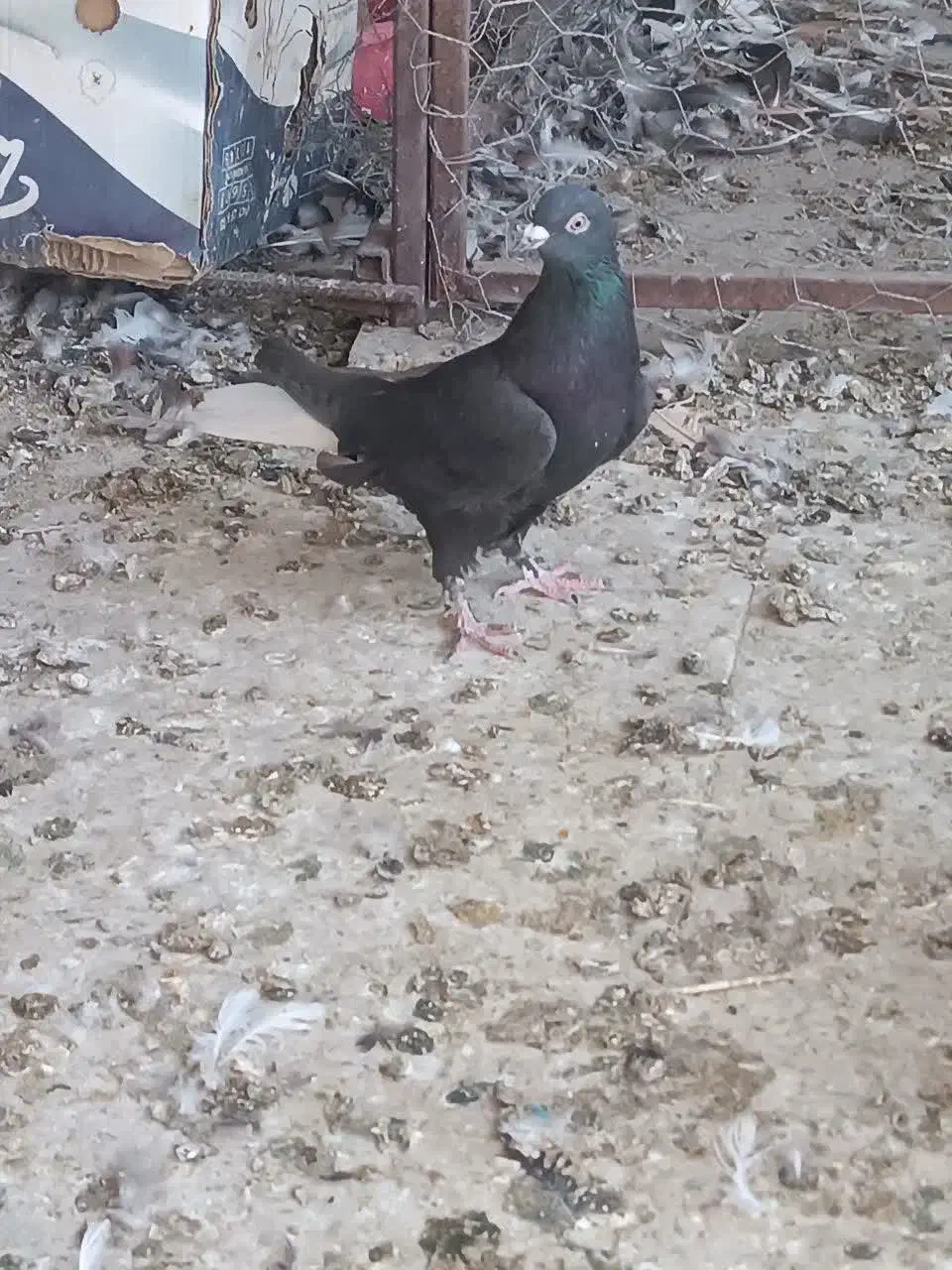 کفتر کله سیاه قیمت واسه جفتی|پرنده|شیراز, شیخ علی چوپان|دیوار