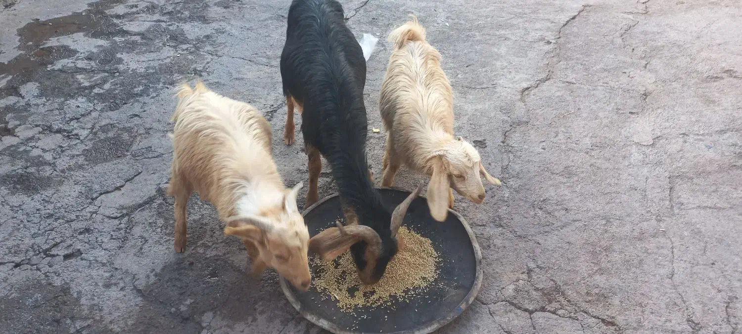 بز دقلو بادوراس کهره وآبستن فروشی|حیوانات مزرعه|پاتاوه, |دیوار