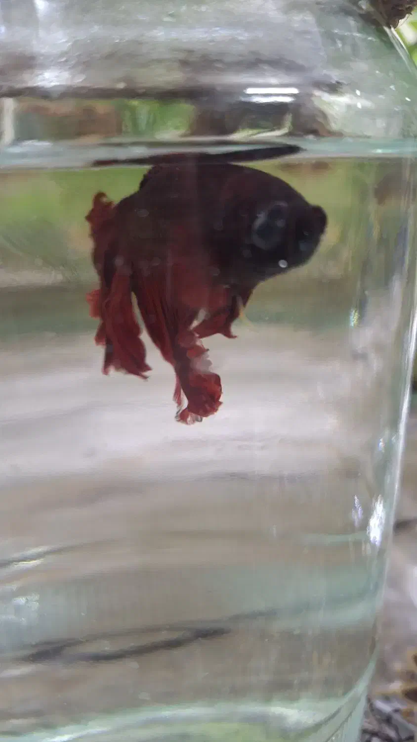 ماهی تنگی|ماهی|خاش, |دیوار