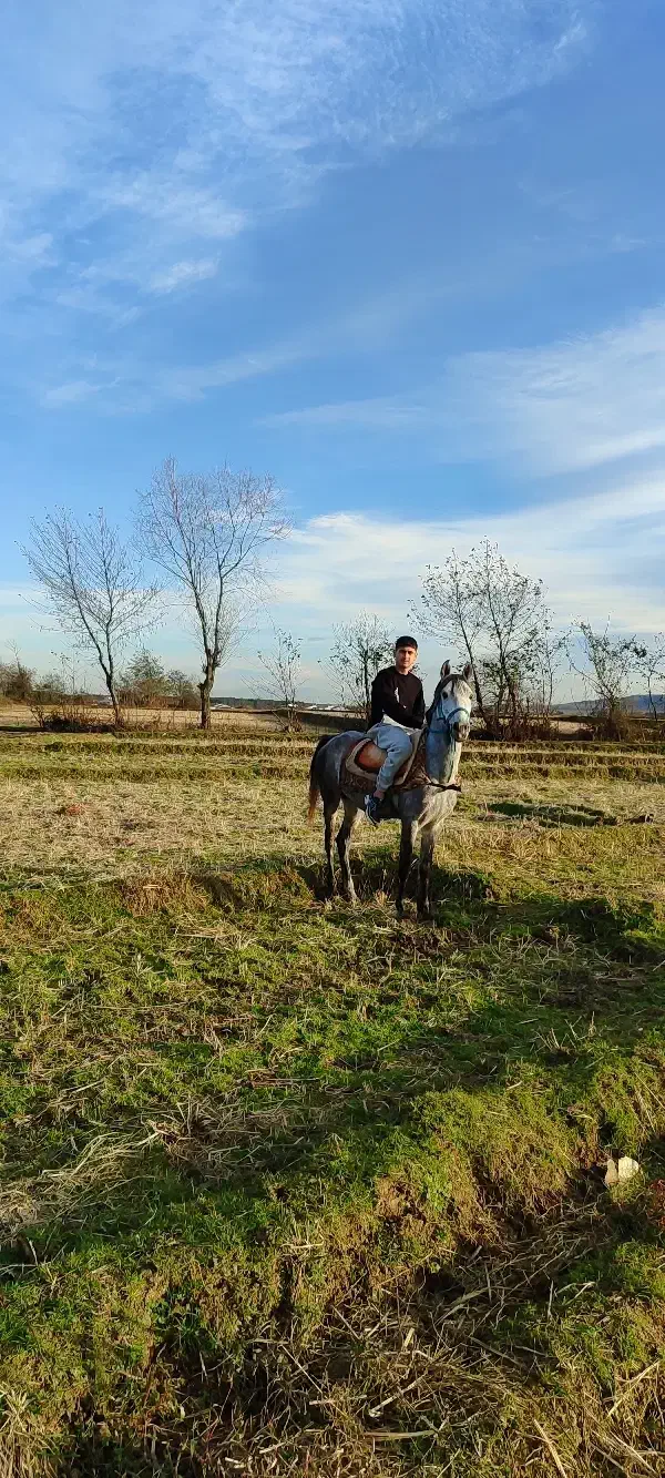 اسی نریان|اسب و تجهیزات اسب‌سواری|رضوانشهر, |دیوار