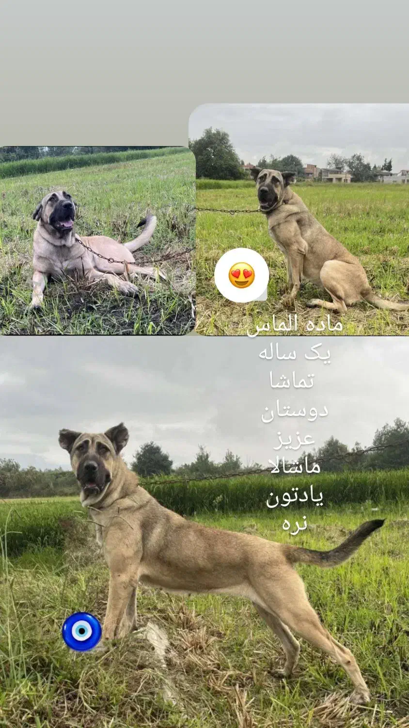 سگ ماده گم شده|حیوانات|علی‌آباد کتول, |دیوار