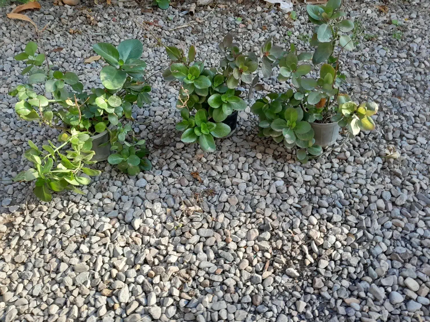 گل قاشقی و شمعدونی|گل و گیاه طبیعی|فاضل آباد, |دیوار