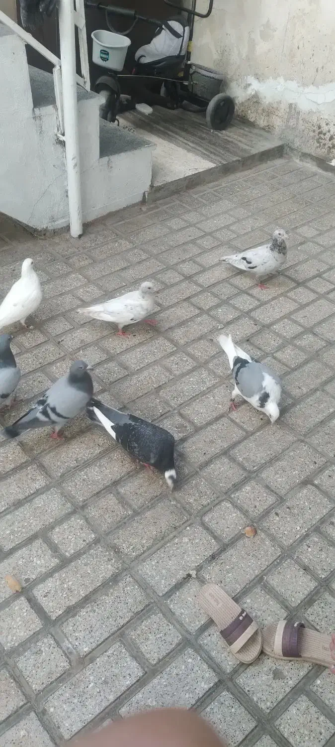 کبوتر|پرنده|گرگان, |دیوار