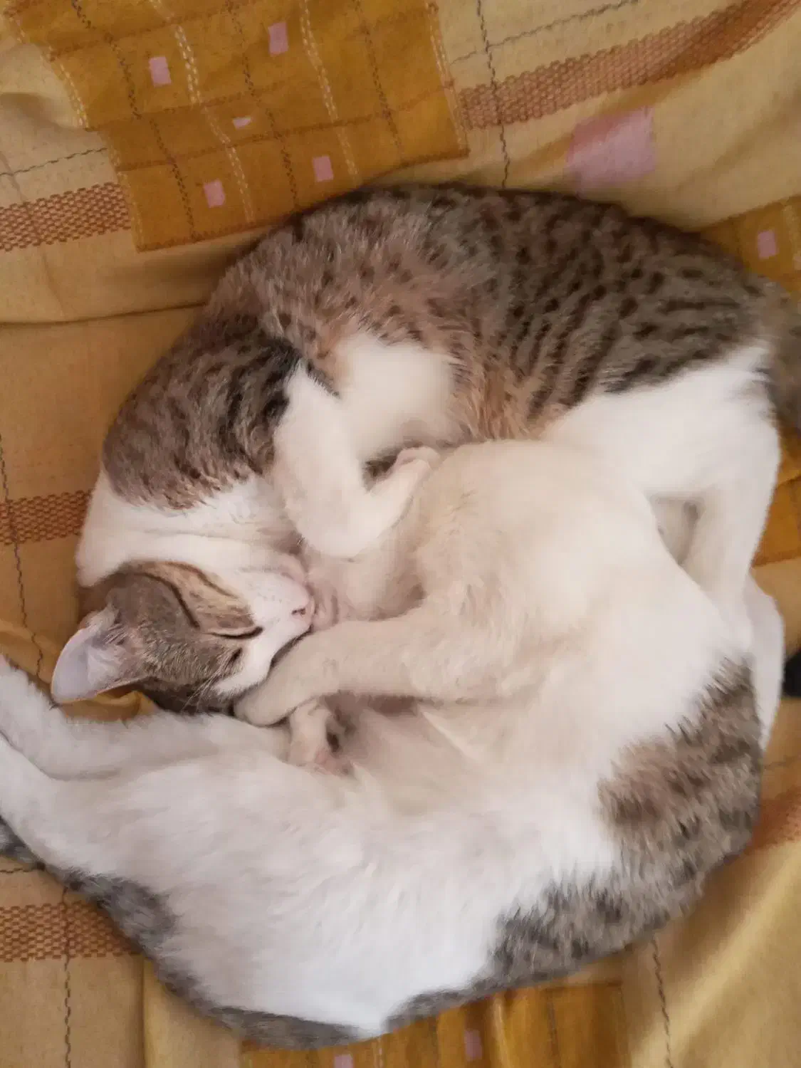 گربه گمشده|حیوانات|اهر, |دیوار