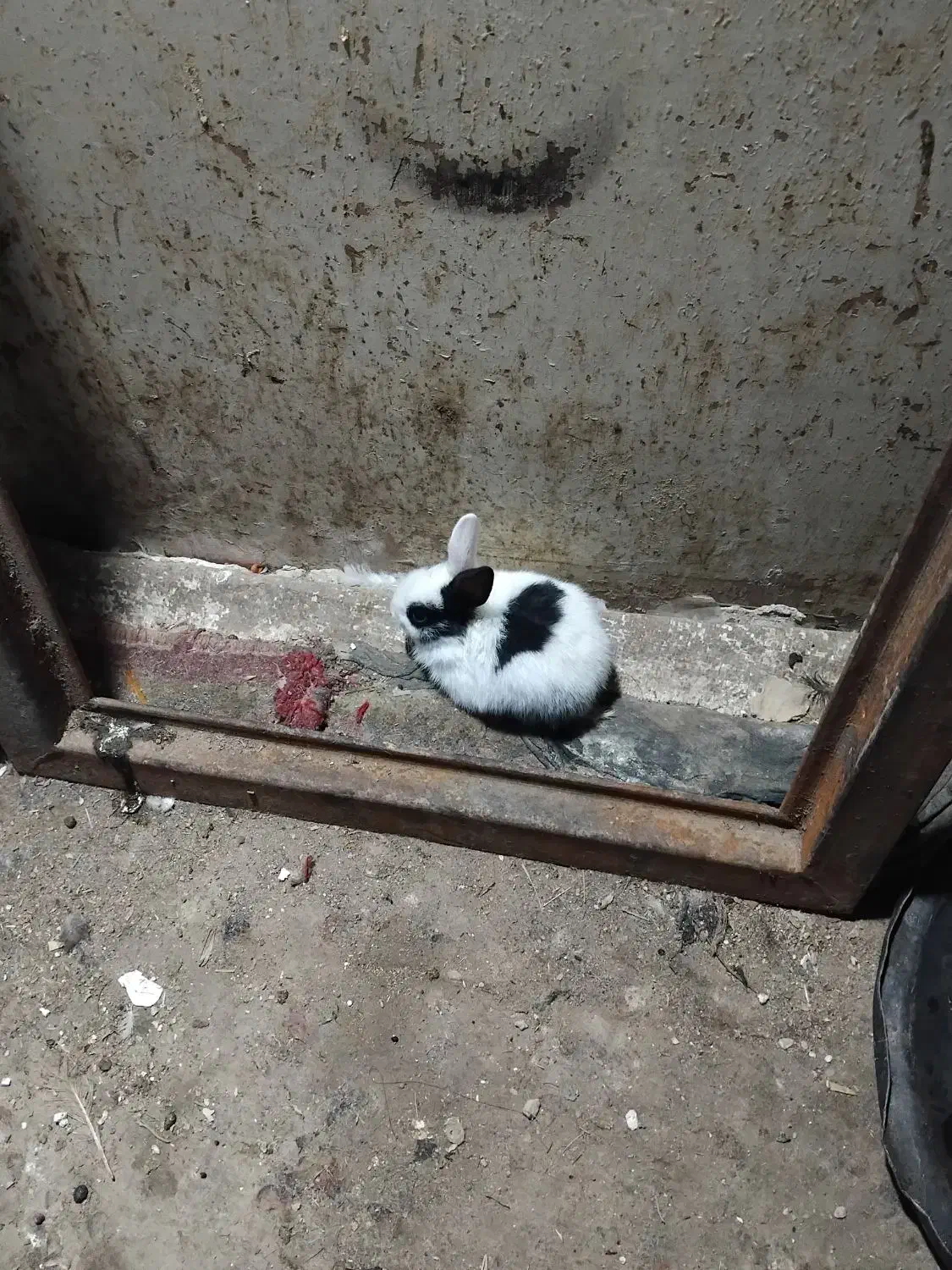 خرگوش|موش و خرگوش|بندر امام خمینی, |دیوار