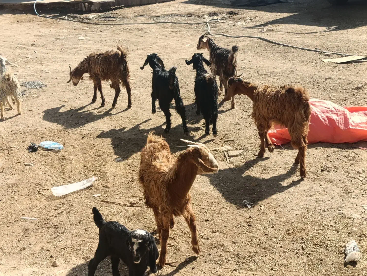 کهره ترکی|حیوانات مزرعه|شیراز, بید زرد|دیوار