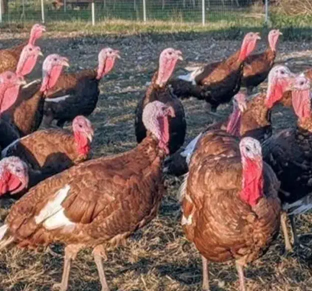 بوقلمون|حیوانات مزرعه|بجنورد, |دیوار