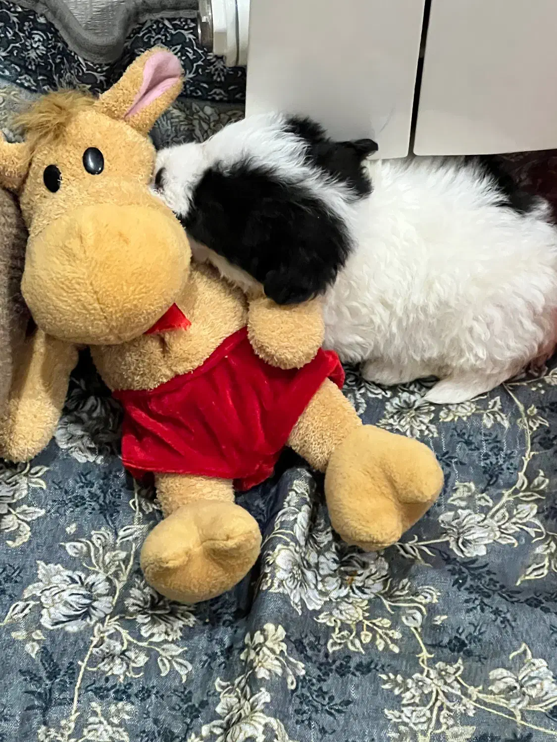 پودل میکس|سگ|سبزوار, کوی بهار|دیوار