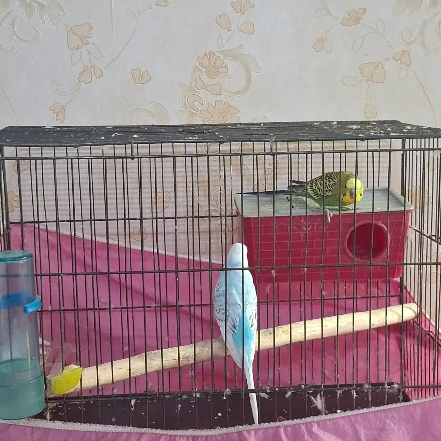 یک جفت مرغ عشق با قفس|پرنده|اسلامشهر, شهرک مهدیه|دیوار