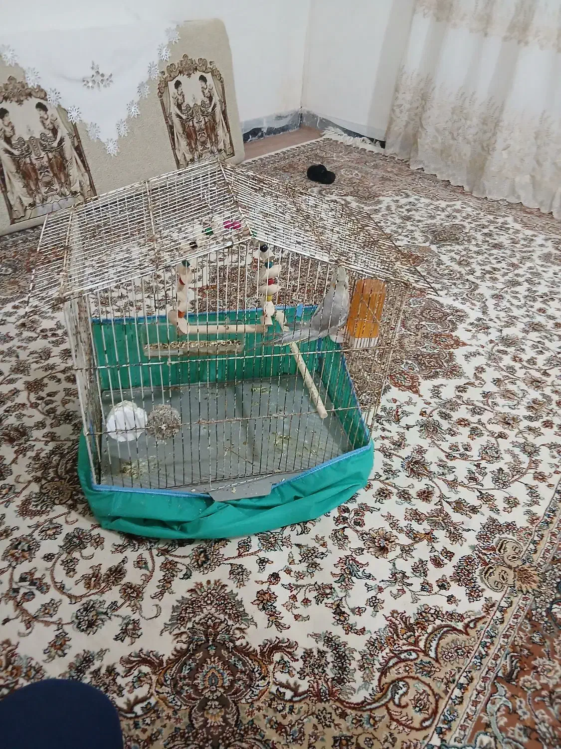 عروس هلندی|پرنده|قصرشیرین, |دیوار