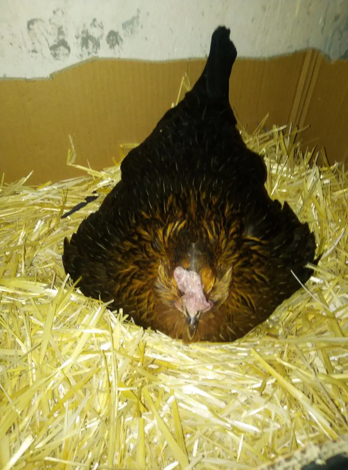 تخم مرغ گلین نطفه‌دار از مرغ‌های اصلی نژادهای اصلی|حیوانات مزرعه|قم, نوبهار|دیوار