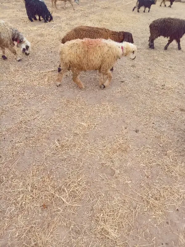 بره قوچ|حیوانات مزرعه|کیار, |دیوار