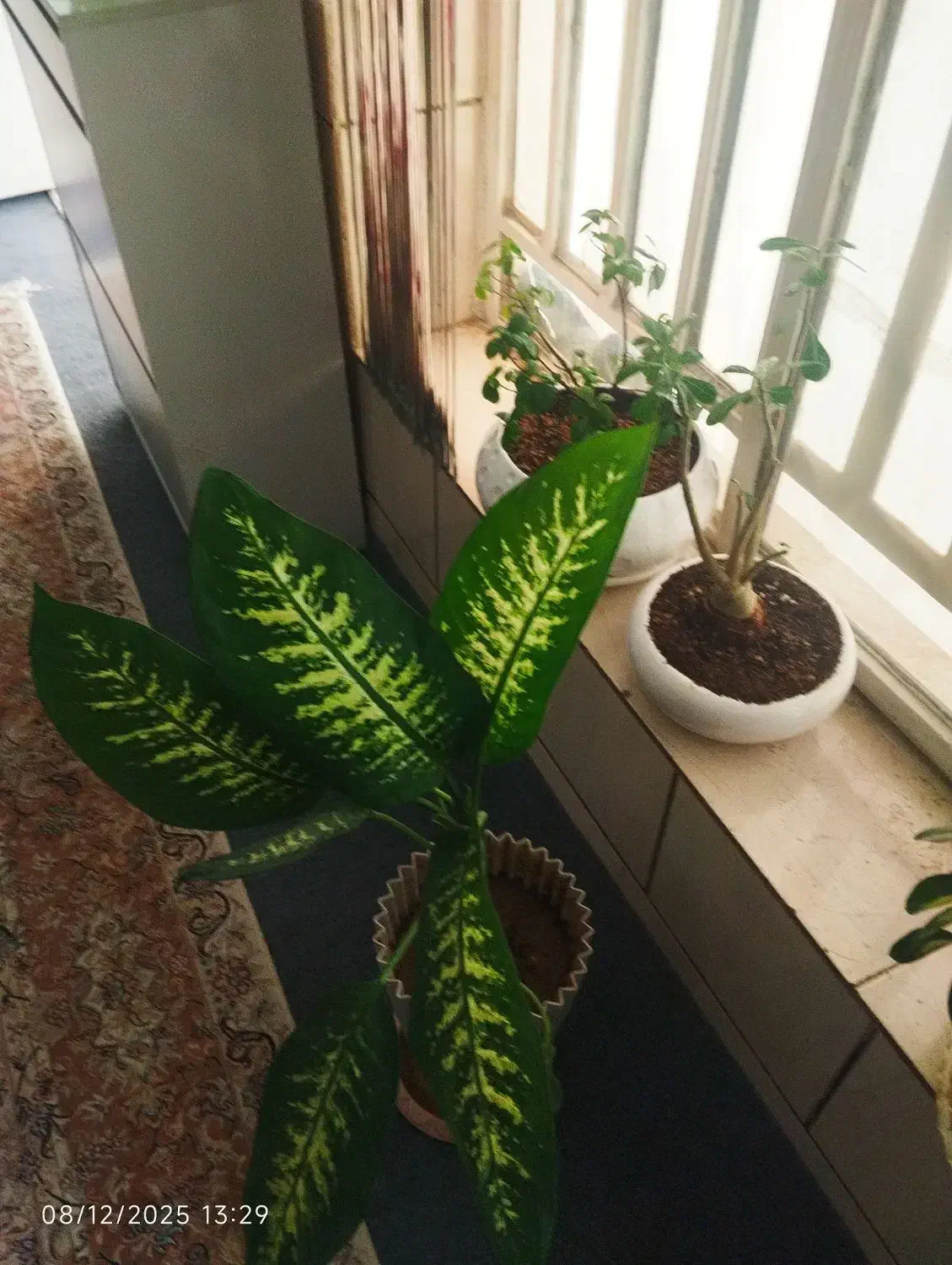 فروش گل های اپارتمانی|گل و گیاه طبیعی|شیراز, شهرک مهدی‌آباد|دیوار