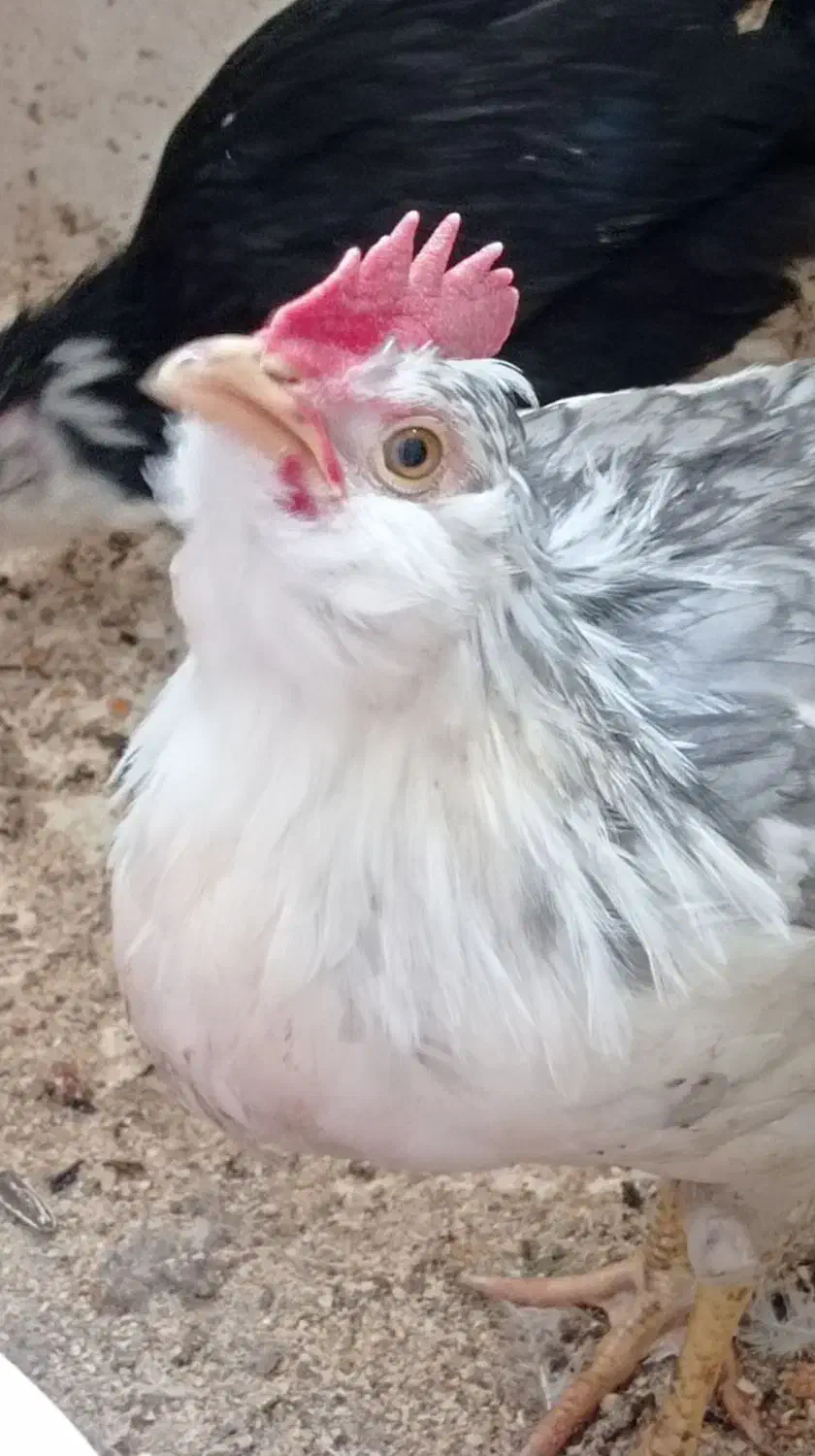 مرغ وخروس گلین طوسی (خروس)|حیوانات مزرعه|اصفهان, سروستان|دیوار