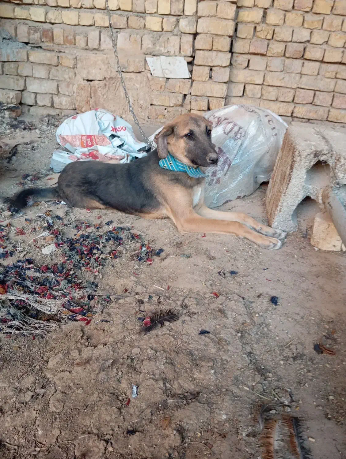 واگذاری سگ|سگ|خمینیشهر, |دیوار