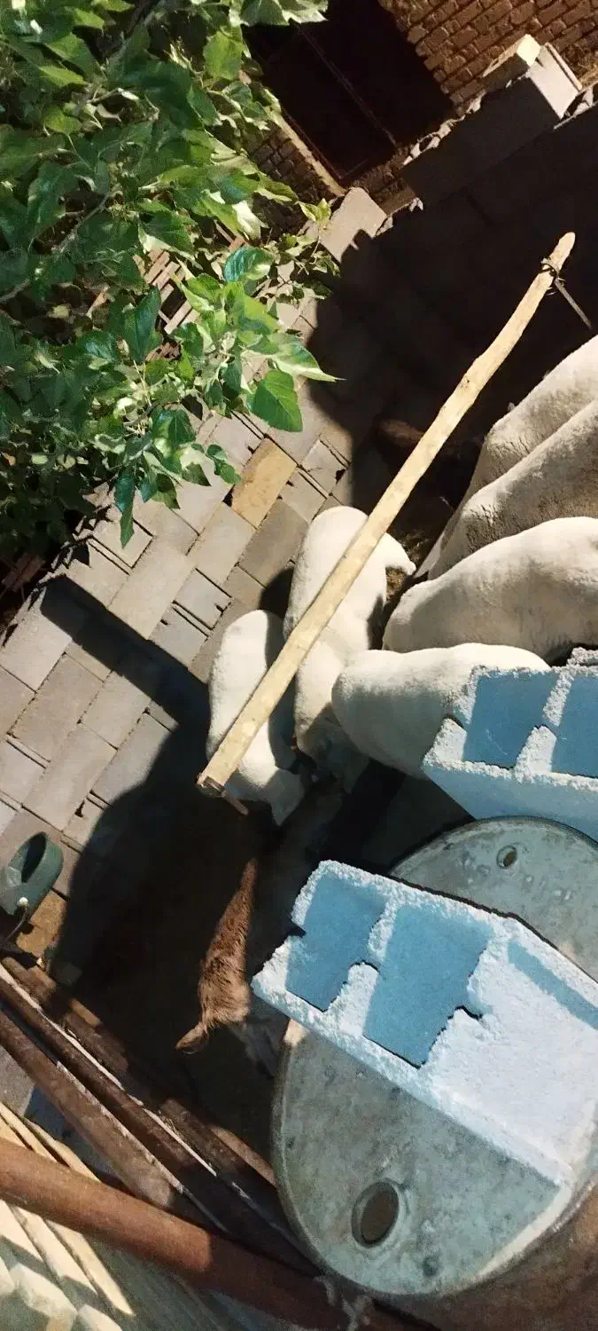 بره نرلاکن|حیوانات مزرعه|ارسنجان, |دیوار