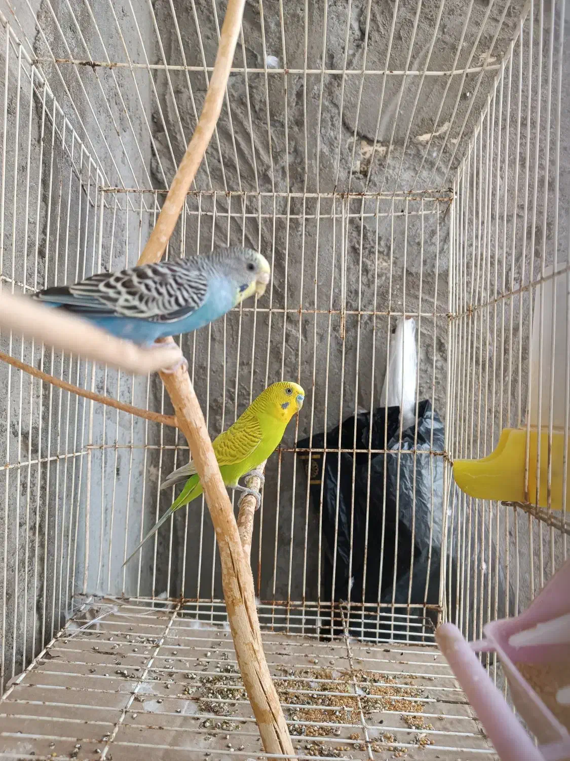 مرغ عشق|پرنده|قشم, |دیوار