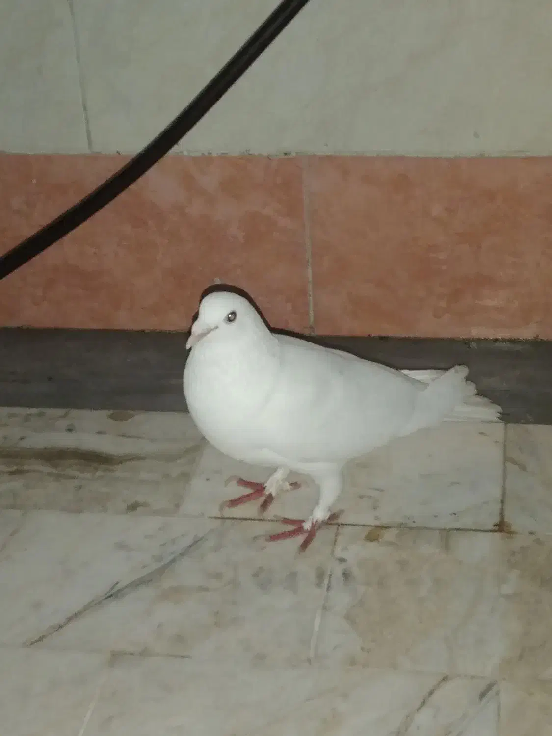 کبوتر نر|پرنده|قم, چهل درخت‎|دیوار