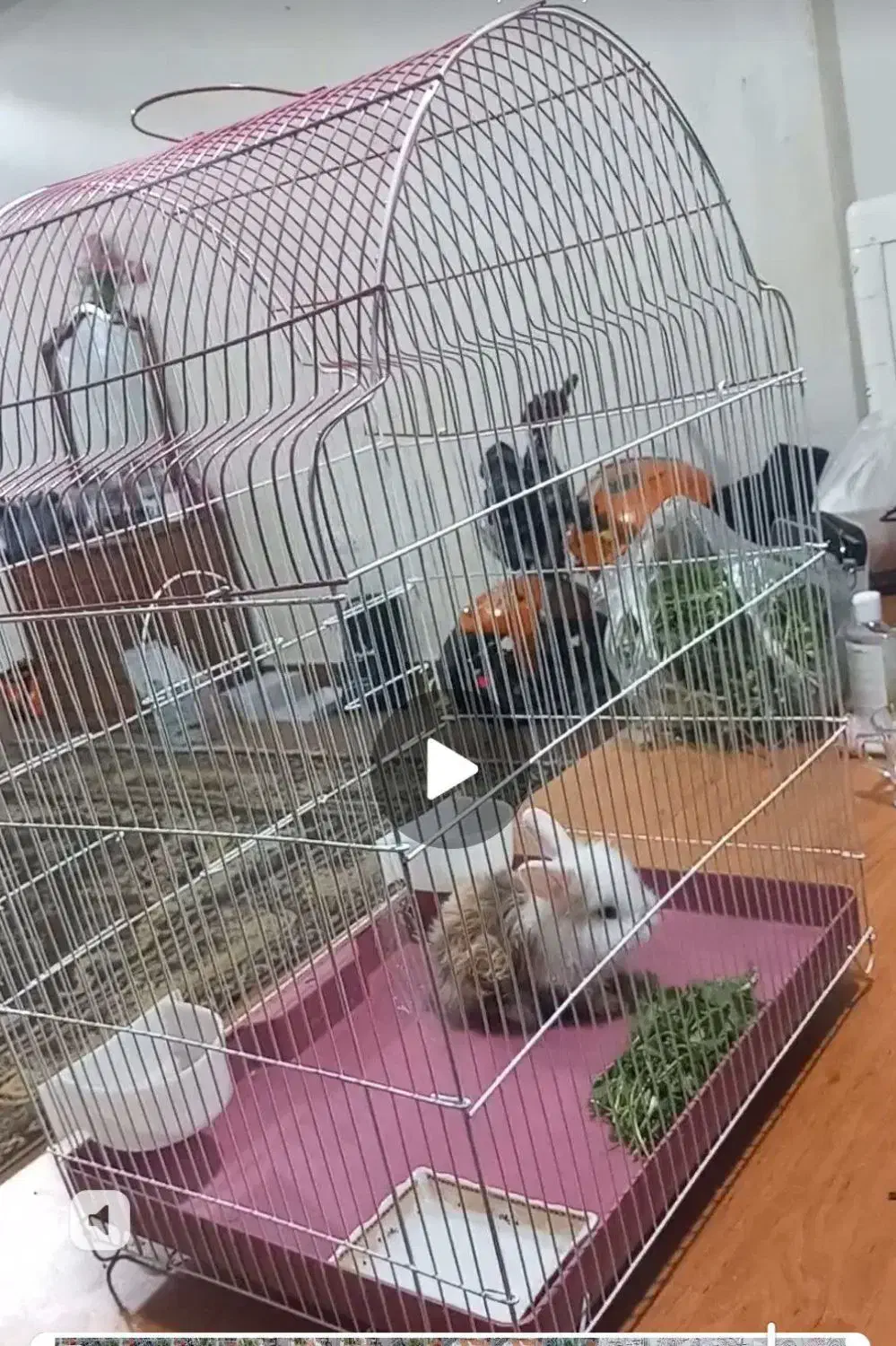 واگذاری خرگوش ریگان|موش و خرگوش|تبریز, |دیوار