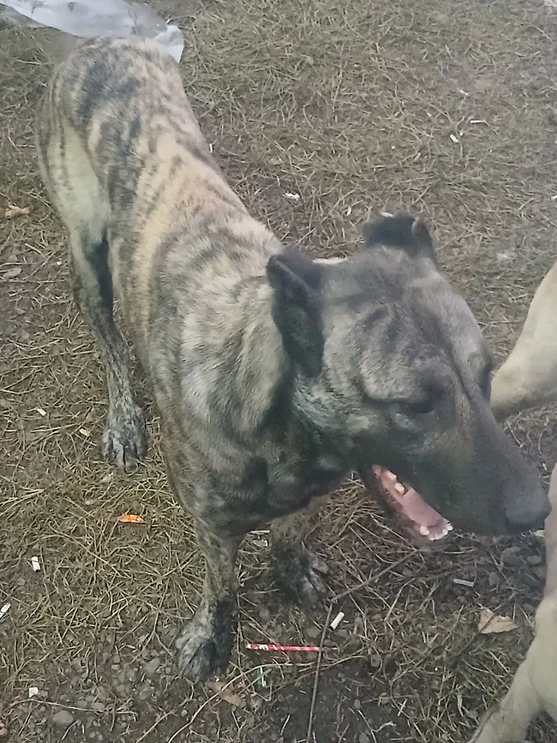 واگذاری سگ سرابی نر ماده|سگ|رشت, حومه رشت|دیوار