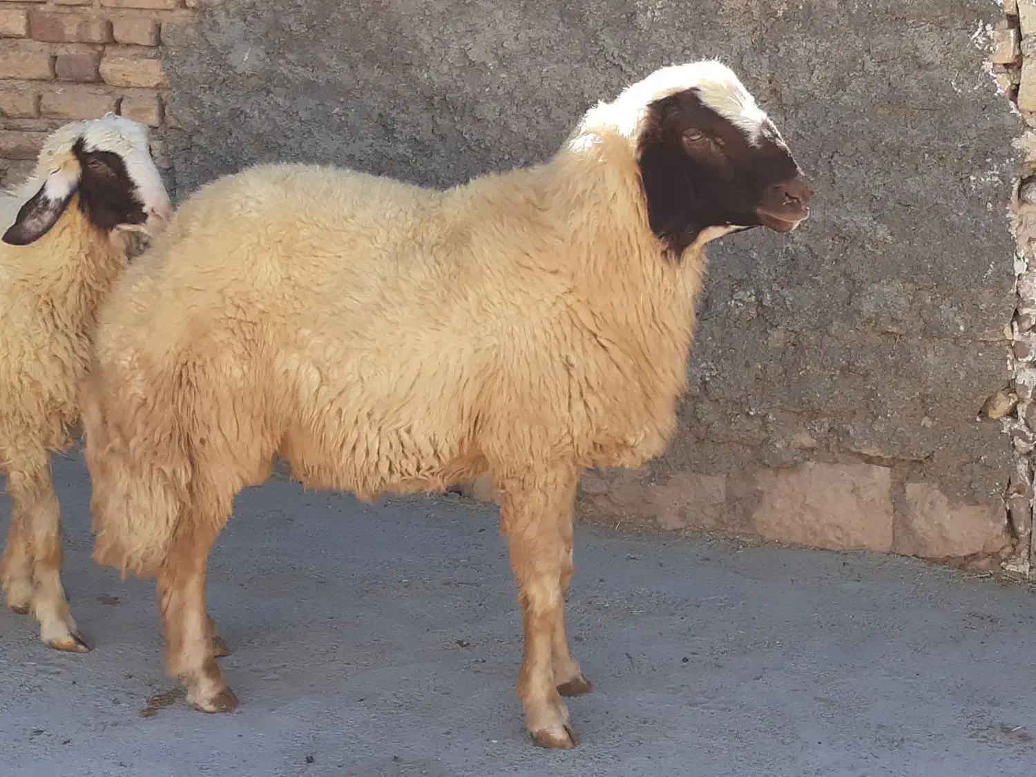 شیشک سنجابی|حیوانات مزرعه|گوآور, |دیوار